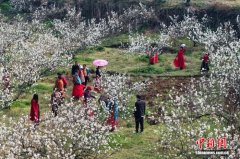 （乡村行·看振兴）湖北南漳：“一树两用”绘就乡村振兴“花样”前景